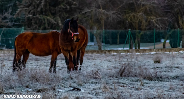 caballos de la aldehuela, nieve