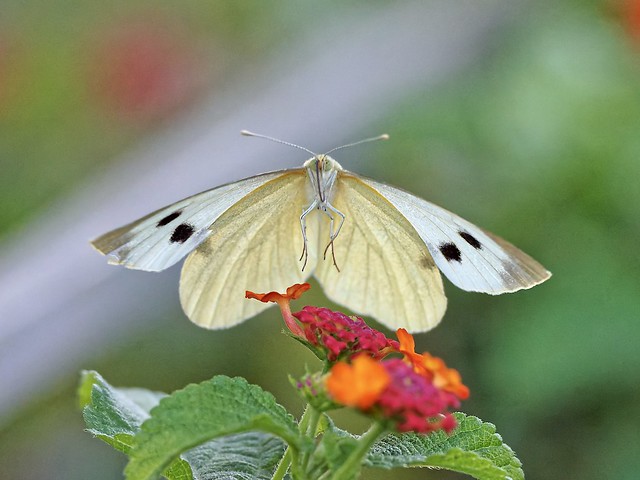This season’s first butterfly capture Cabbage white. 03 April, 2022 EM1X 300f4 1/3200, f4, ISO6400