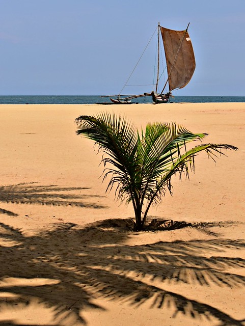 A Budding Coconut Palm