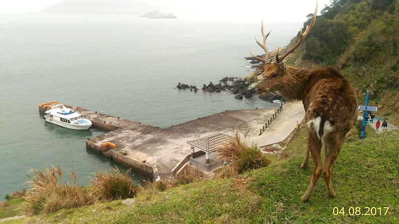 Formosan Deer on Matsu's Daqiu Island by Jeffery Chang