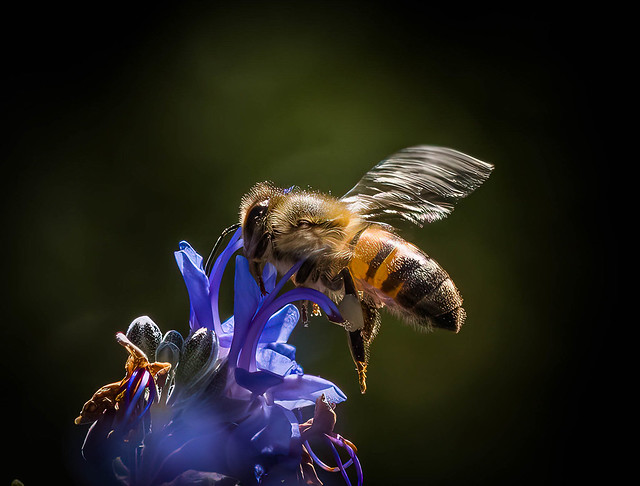 Pollinator in flight