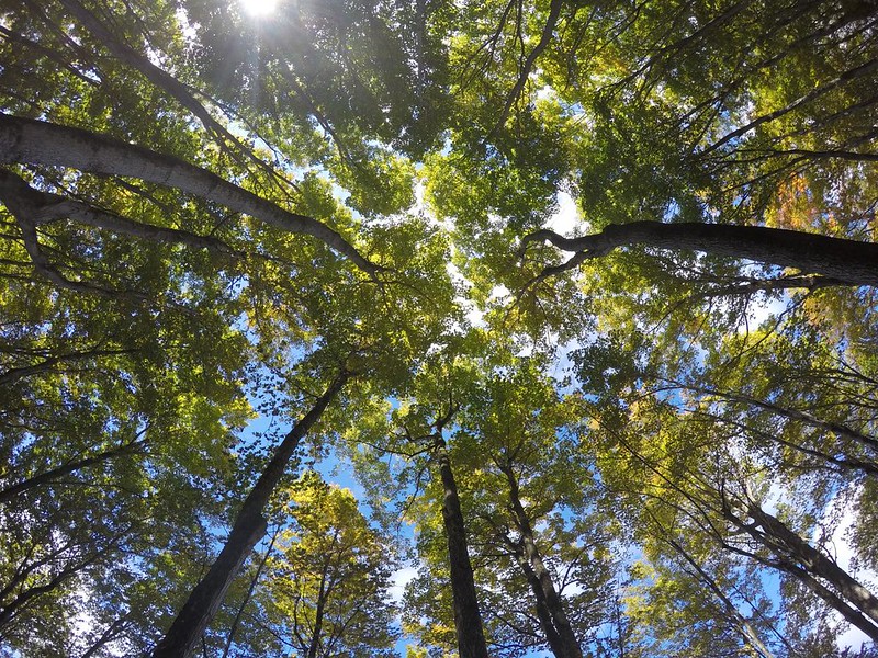 GoPro photo looking straight up into the green leafy canopy of the maple forest in Pictured Rocks National Lakeshore