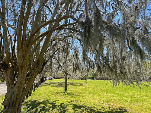 new orleans louisiana audubon park mississippi river spanish moss trees travel outdoors outside landscape color colorful nature natural beauty