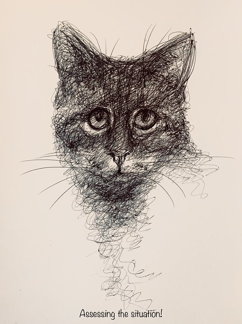 Ballpoint pen only drawing by jmsw on thick card.   An Old Wise Cat.
