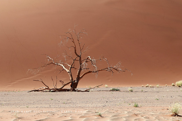 Désert du Namib.