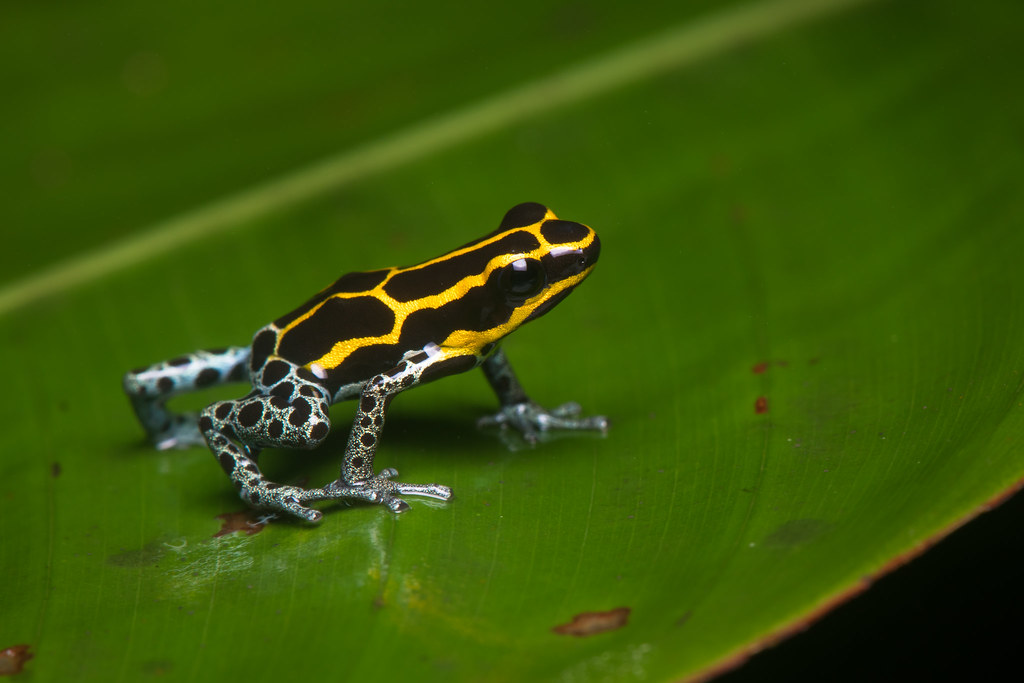 Poison dart frog (Ranitomeya amazonica)
