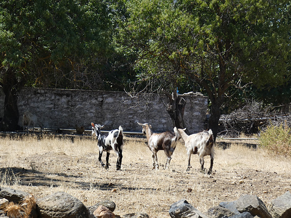 chèvres 2