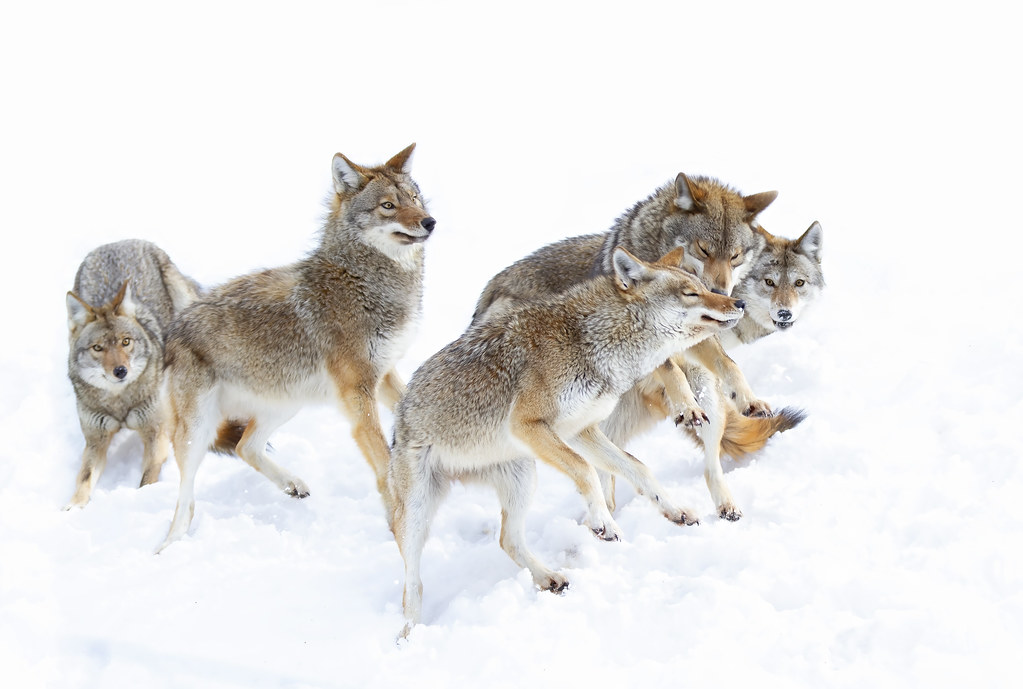Coyotes playing in the snow