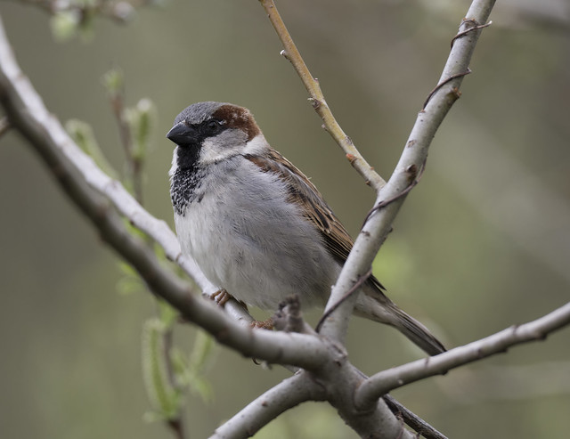 House Sparrow (explored)
