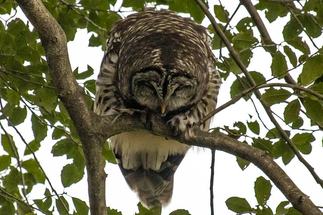 barred owl throwing up a pellet
