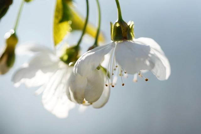 White blossom in the light