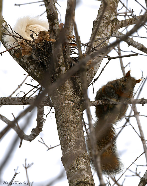 Male Fox Squirrel's Prelude to the Chase