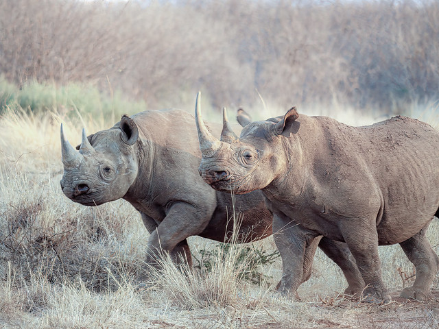 Dreaming of Rhinos