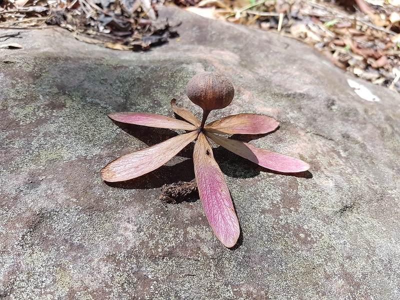 Gluta usitata  (Wall.) Ding Hou Anacardiaceae-Burmese laquer, รักใหญ่ 5