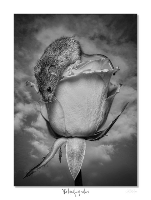 The beauty of nature framed Harvest mouse