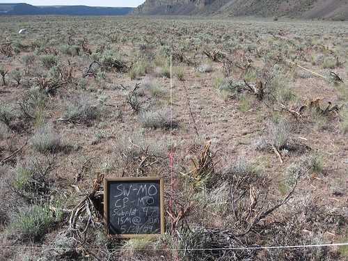 Sagebrush plot one year after mowing treatment