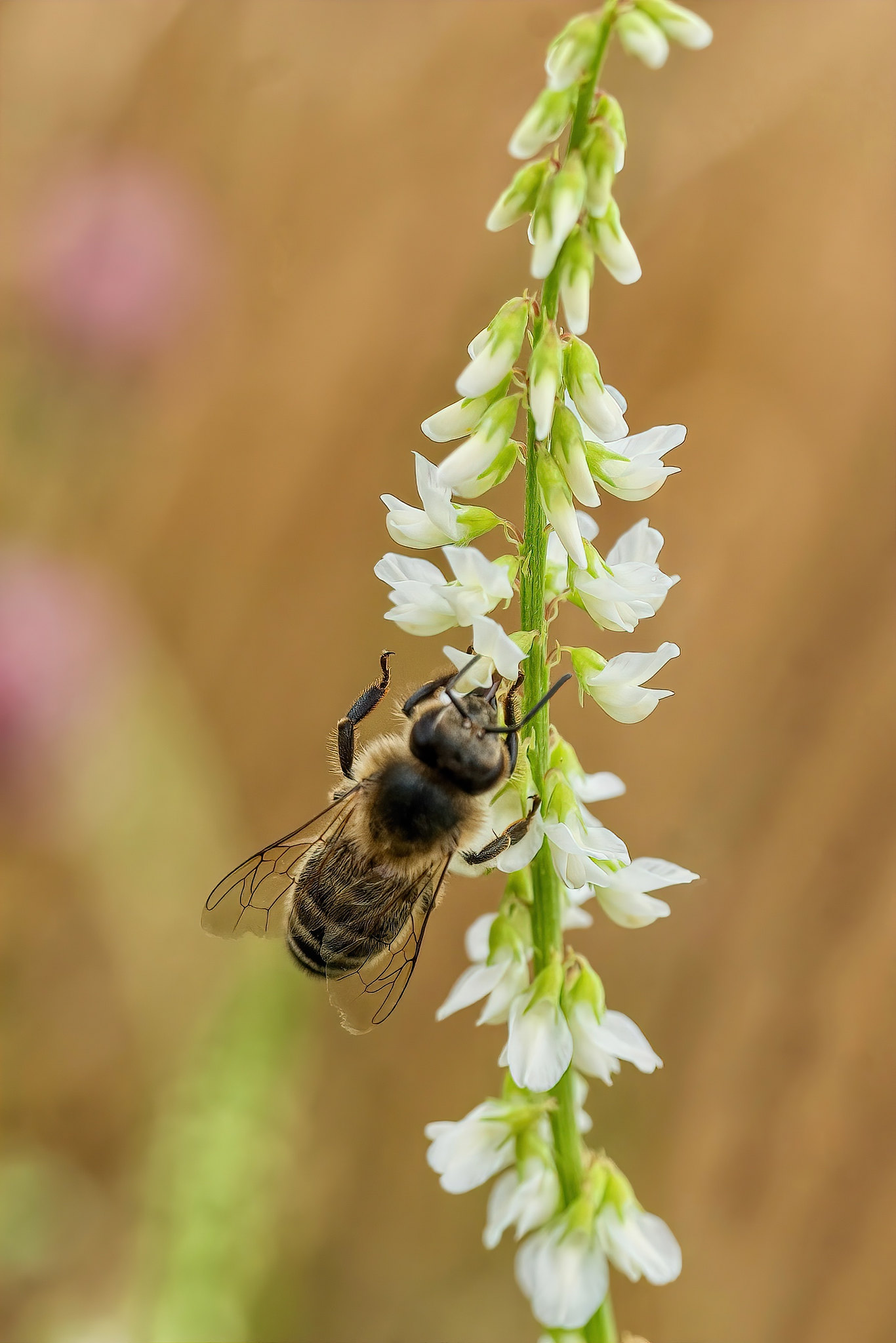 Bee (Apiformes) on Melilotus albus – Rechtmehring, Upper Bavaria, Germany