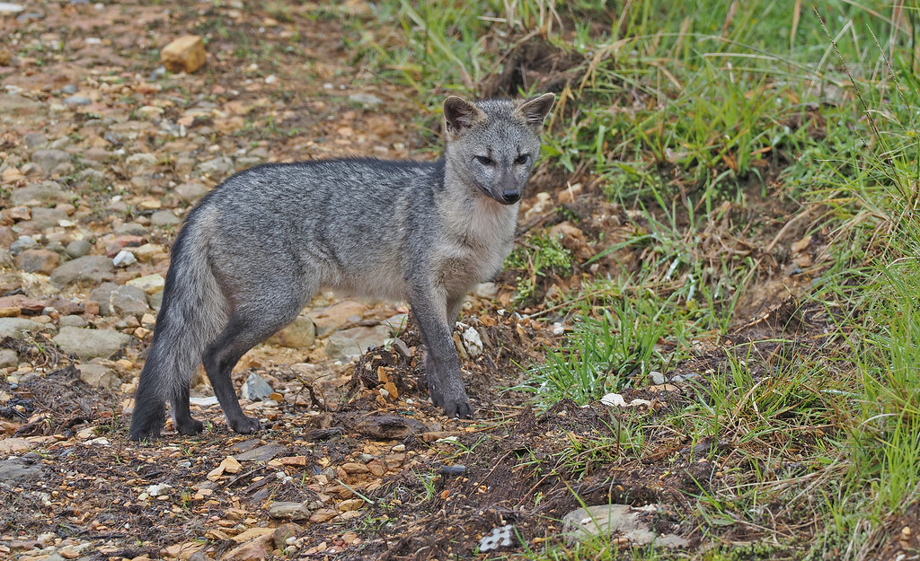 Crab-eating Fox (Colombia)