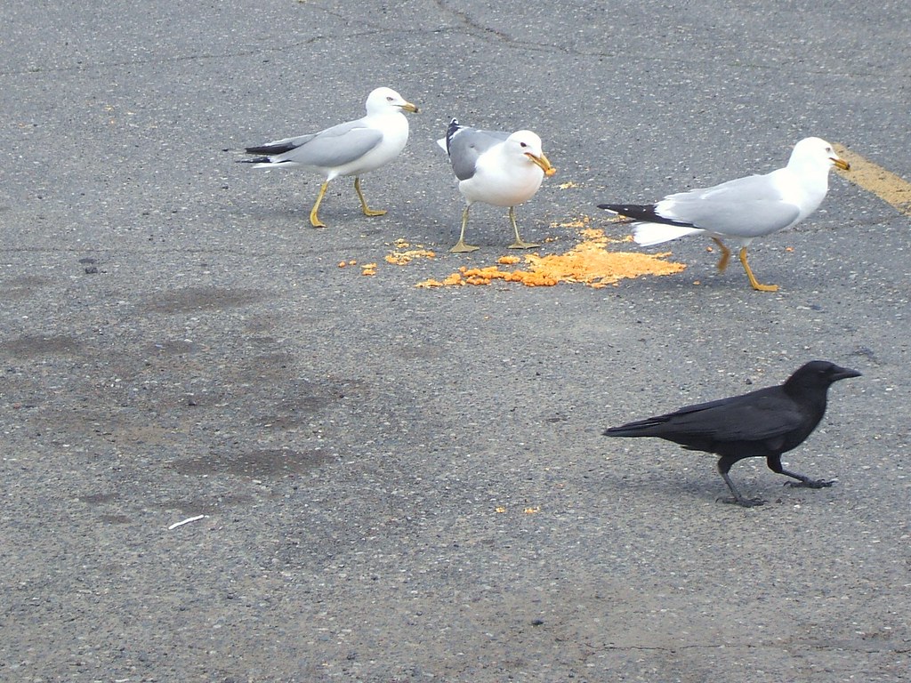 American Crow and Gulls