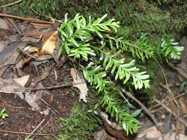 Fork Fern (Tmesipteris truncata)