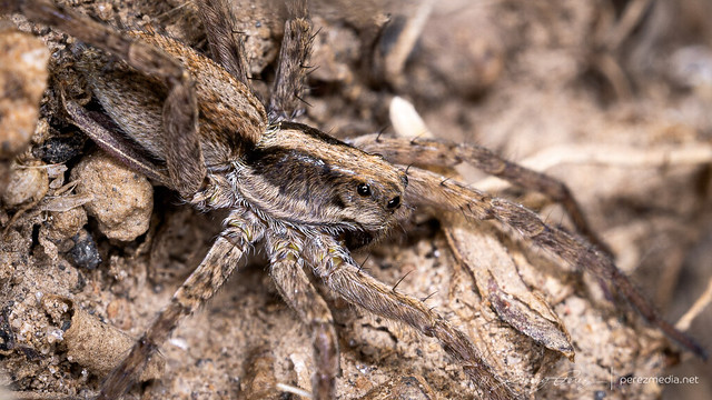 2 April 2022 — Flagstaff, Arizona, USA — Wolf Spider