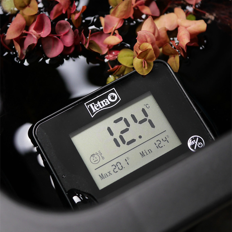 テトラ メダカの浮かべるデジタル水温計