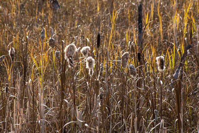 Cattail going to seed, Waskesiu River , Waskesiu, Lake, Prince Albert National Park, Saskatchewan