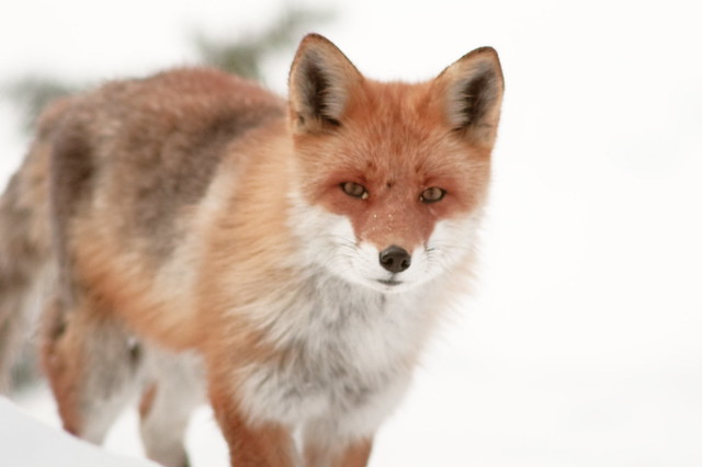 Ezo red fox