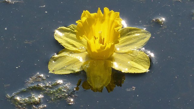 001   Floating Daffodil,