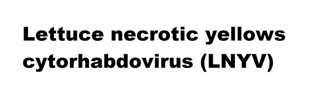 Lettuce necrotic yellows cytorhabdovirus (LNYV) (Cytorhabdovirus Lettuce necrotic yellows cytorhabdovirus)