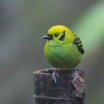 Emerald tanager