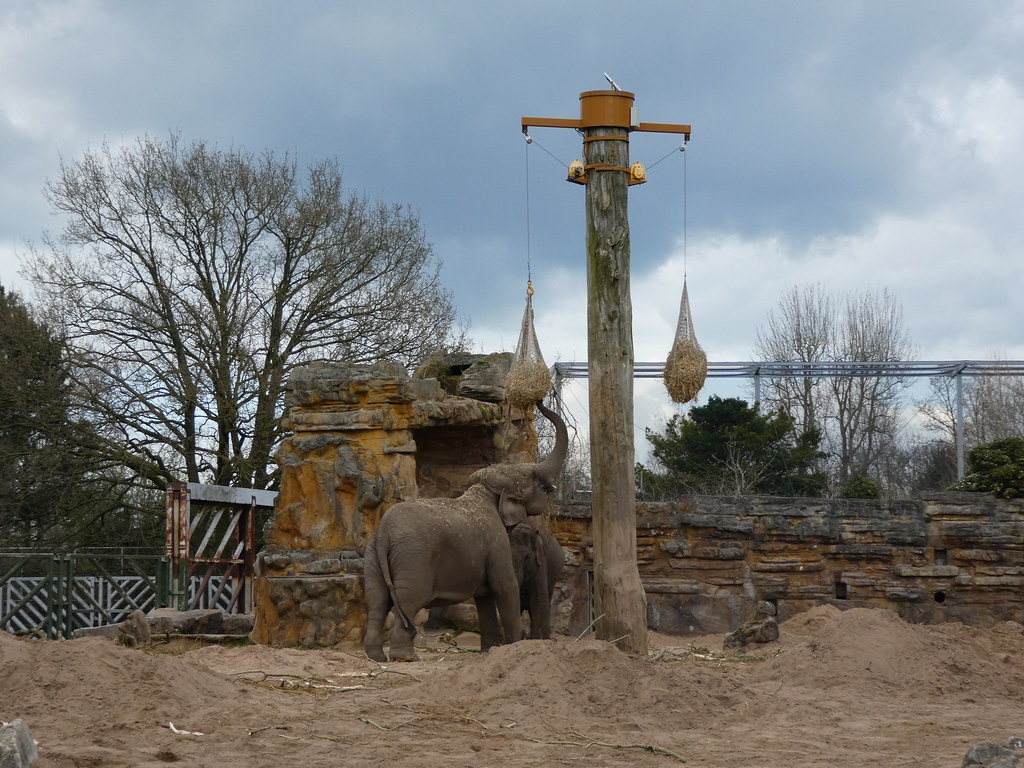 Asian elephants at Chester Zoo