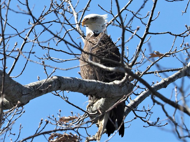 Bald Eagle, Gisland Farm