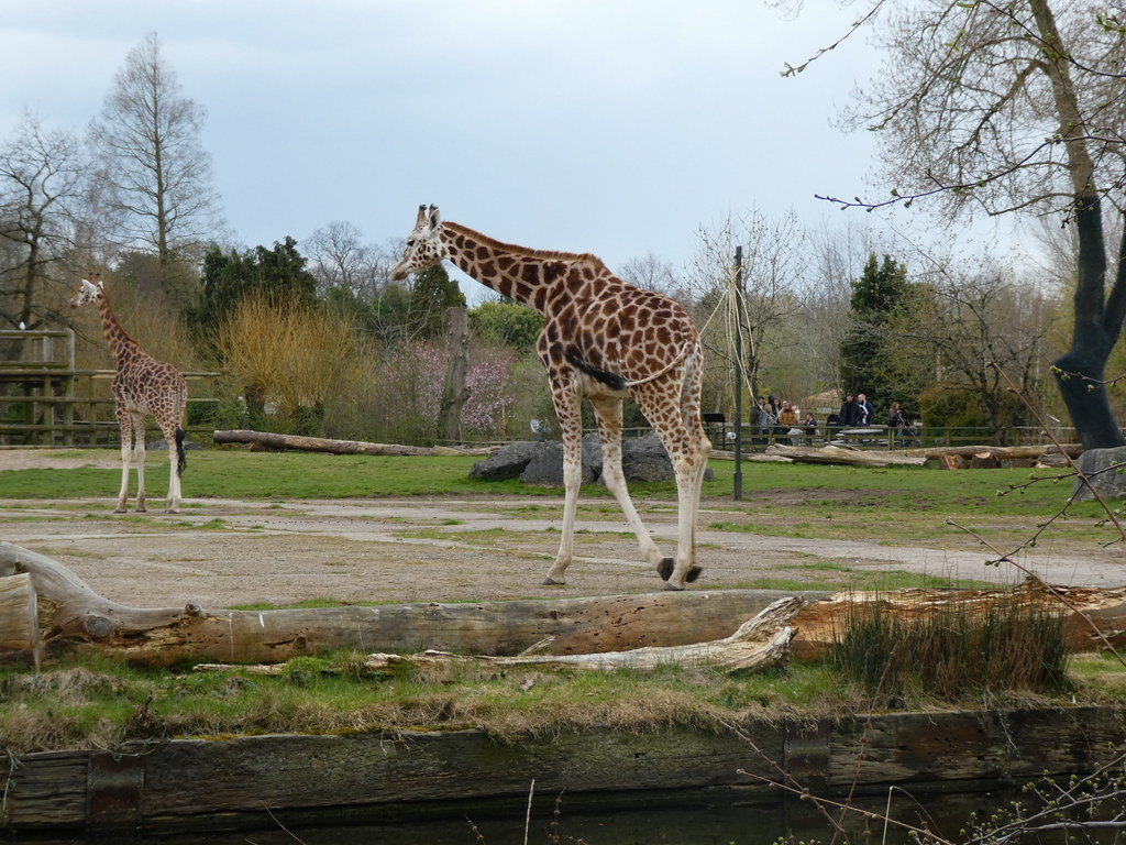 Giraffes at Chester Zoo