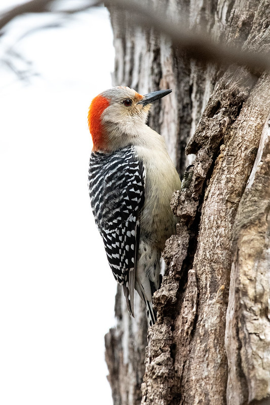 red-bellied-woodpecker-8145
