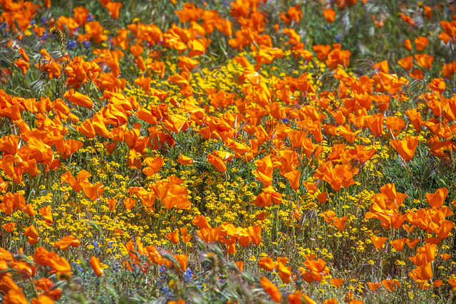 Poppy Reserve Lancaster California Wildflower Superbloom Mojave Desert California Wild Flowers Super Bloom Lancaster Orange Poppies!  The Majestic Poppy Flower! Dr. Elliot McGucken Fine Art Landscape Nature Photography Master Fine Art Photographer!