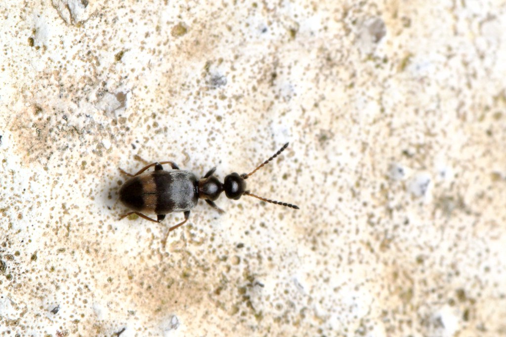 Anthicidae, Microhoria sp.