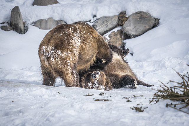 Yellowstone Grizzly Bear Portraits Winter Snow Sony A1 ILCE-1 Fine Art Grizzly Bear Photography! Wrestling Grizzly Bears Playing Fighting! Sony Alpha 1 & Sony FE Telephoto Zoom GM OSS E-Mount Lens West Yellowstone Montana Elliot McGucken Fine Art Wildlife