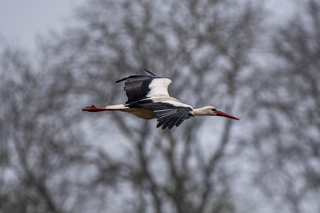 Storch im Flug / Stork in flight