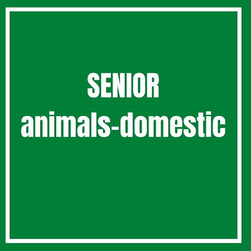 Senior-Animals Domestic