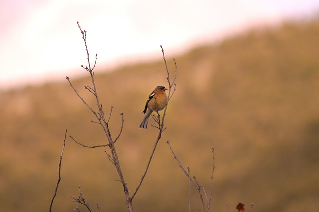 Pinzón común, common chaffinch, Spanish Pyrenees