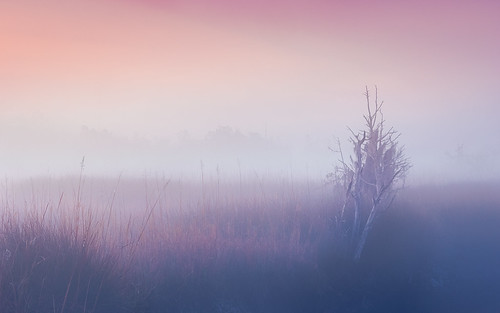 canon georgia winter atmosphere color dawn fog landscape light marsh marshgrass marshstories mist moss nature tree midway unitedstates hew