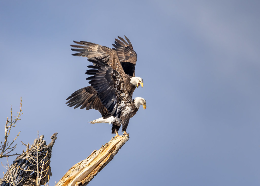 Eagles | Bald eagles, about to mate. Chatfield State Park, C… | Flickr
