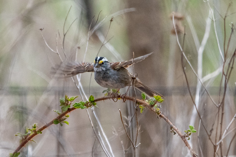 white-throated-sparrow-8052