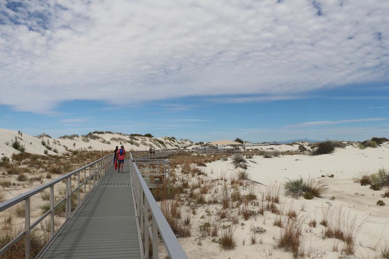 The Interdune Boardwalk is a raised catwalk that allows visitors to check out the plants at White Sands National Park