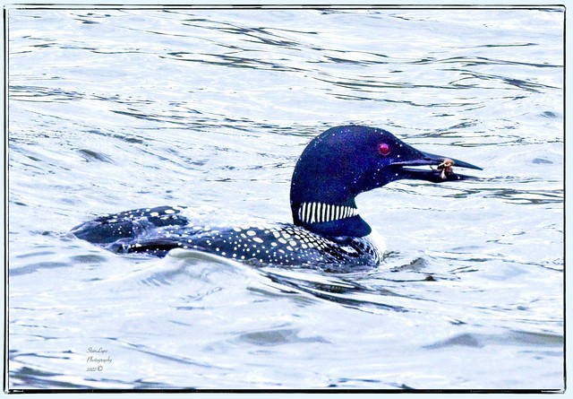 Common Loon With Meal