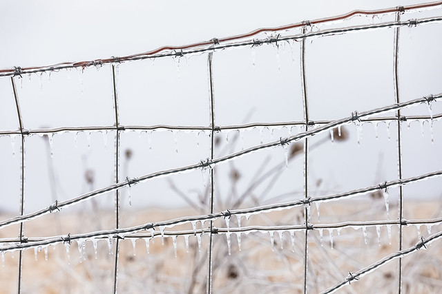 Roadside Plant and Barbed Wire after an Ice Storm in Michigan