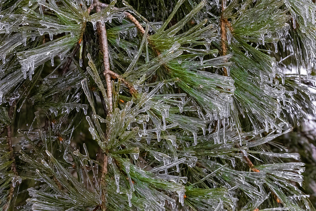 Pine Needles after an Ice Storm in Michigan