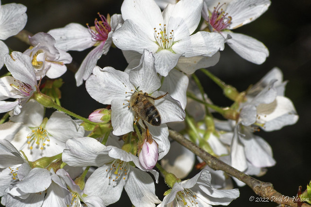 _PDN9159_Bee collecting pollen from a Yoshino Cherry