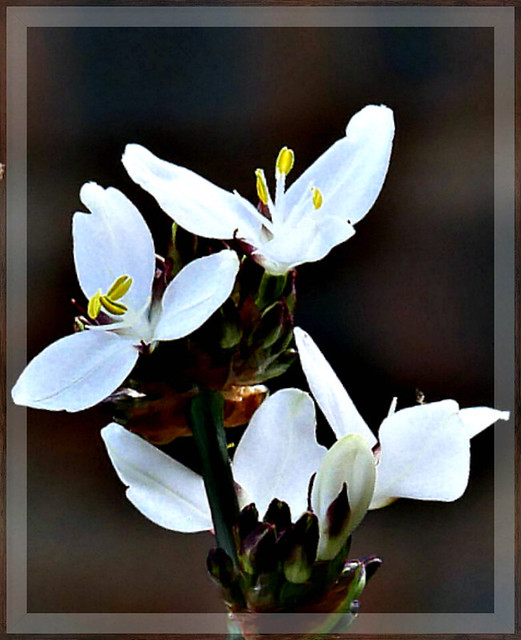 White Spring flower